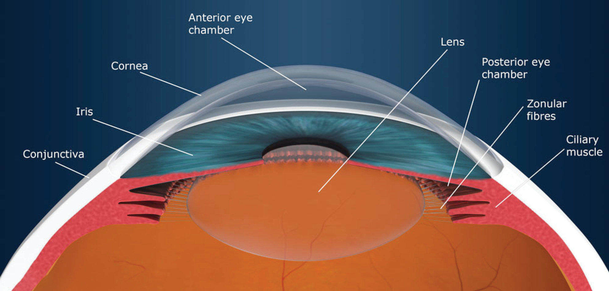 https://soliseyecare.com/wp-content/uploads/2025/09/anterior-segment-dsorders-4.jpg